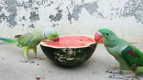 鹦鹉可以吃瓜,瓜果飘香，鹦鹉欢享美味时光
