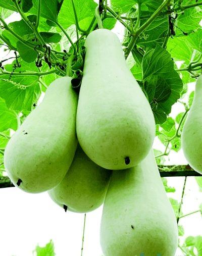 葫芦瓜怎么吃安全,营养美味两不误