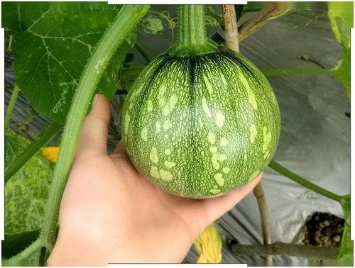 重庆修手机吃瓜,一场意外引发的全民“吃瓜”盛宴