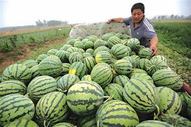 睡大街吃大瓜,揭秘睡大街吃大瓜的都市生活