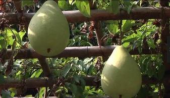 田园风吃瓜视频,揭秘乡村生活趣味瞬间