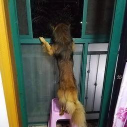 带你吃瓜狗子吵架