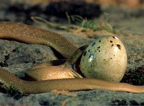 呆呆瓜吃蛇模式,一场惊心动魄的吃蛇模式冒险