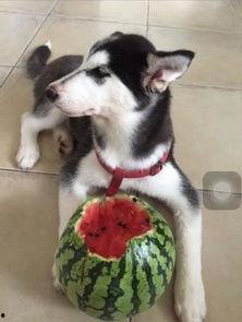 哈士奇吃瓜的图片