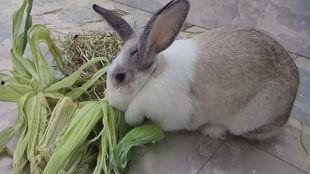 吃瓜叶兔,揭秘网红美食背后的故事